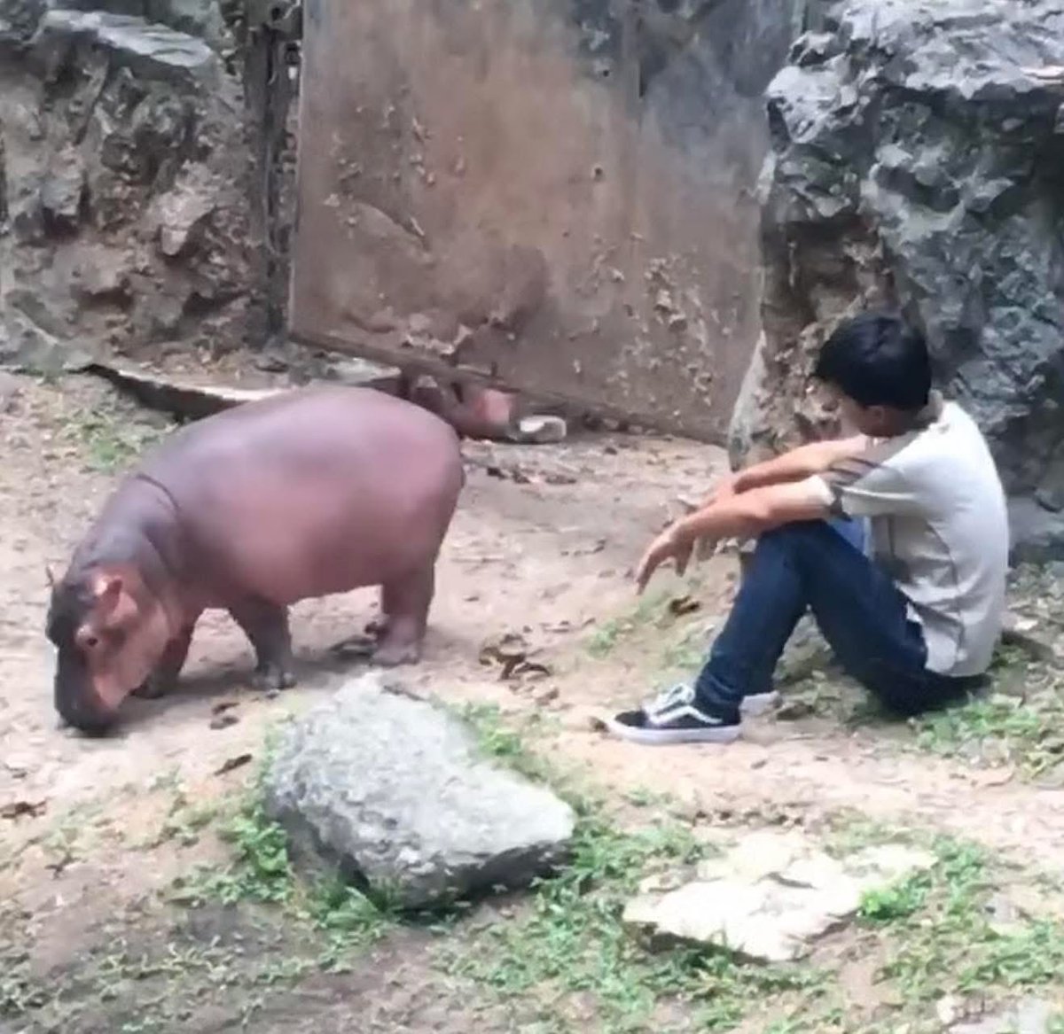 วันนี้ 9 ปีที่เเล้ว จากวันนั้นถึงวันนี้ 
ผมขึ้นมาเกือบ20 
ขาหมูน่าจะเกิน2,000 🤣🤣 #hippo #PygmyHippo #ขาหมูแอนด์เดอะแก๊ง #หมูเด้งเด้งกี่โมง #Moodeng #พี่ขาหมู #สวนสัตว์เปิดเขาเขียว