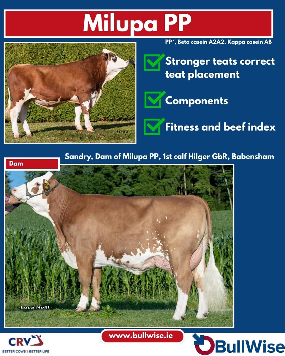 bullwiseai's tweet photo. Fleckvieh polled and more!

#BetterCowsBetterLife #Grasstomilk #BullWiseAI #CRV4ALL #TeamDairy #Breeding26 https://t.co/oKjfvZW5Jy