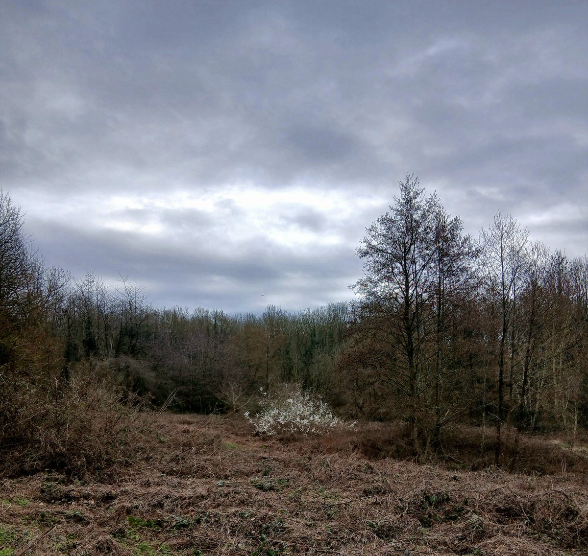 Tinalouisereads's tweet image. Walk around the park #springwalks #sedgley #sedgleyhallpark