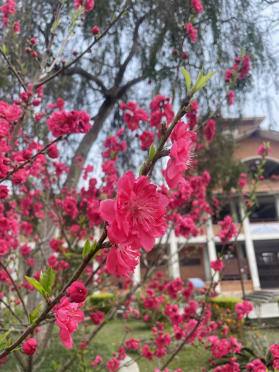 ArtNandi's tweet photo. Hello Spring 🌸 https://t.co/98VYV9kmsX