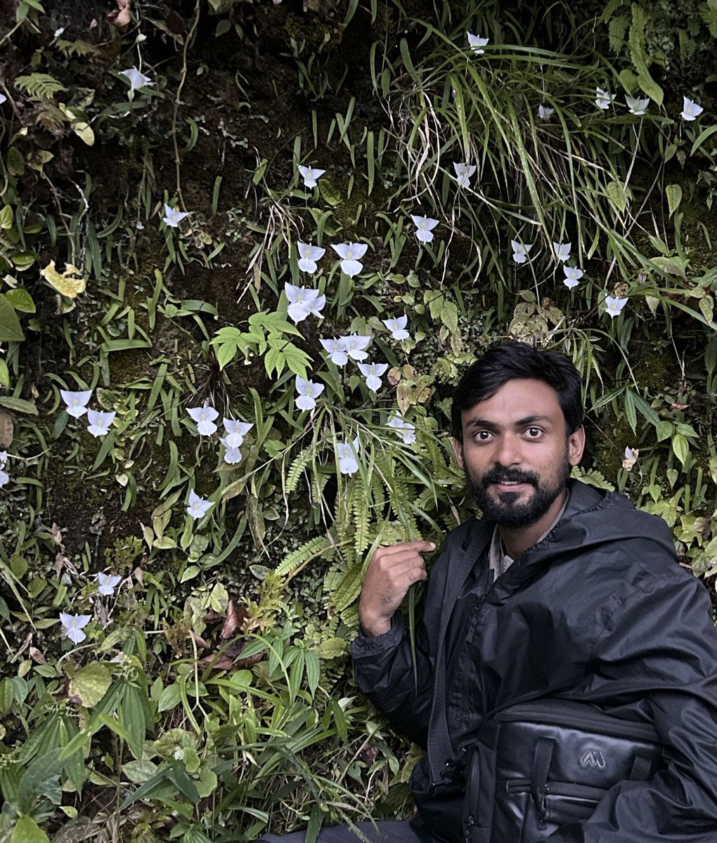 Ashutosh_05sn's tweet photo. From my last year’s field expedition to #Anjaw Arunachal Pradesh
With my dream #orchid species. So many Diplomeris hirsuta (Hairy Snow Orchid) in flowering
#SRGC #Expedition #IamBotanist #Flowers #Orchids #Diplomeris #RockGarden #Orchidaceae #Flowers #Orchidworld #Biodiversity https://t.co/DXMWEmcHv6