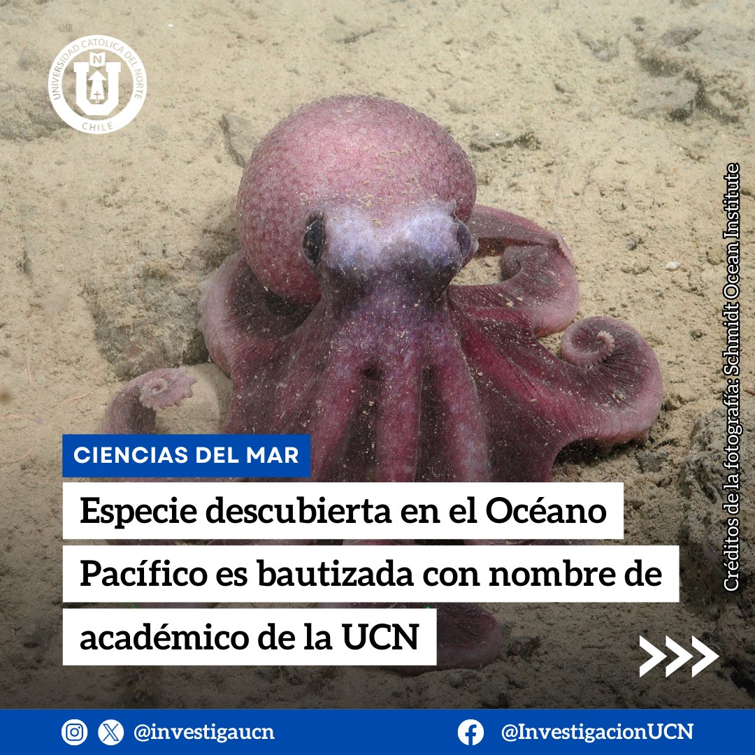 vridt_ucn's tweet photo. ¡Conoce a 𝘎𝘳𝘢𝘯𝘦𝘭𝘦𝘥𝘰𝘯𝘦 𝘴𝘦𝘭𝘭𝘢𝘯𝘦𝘴𝘪, la nueva especie de pulpo identificada en Chile! 

Esta especie, oculta en las profundidades del Pacífico, ha sido bautizada en honor al Dr. Javier Sellanes, investigador de la @UCNorte.

🔗 https://t.co/T8hU1yovAl https://t.co/eybmK1SJ5G