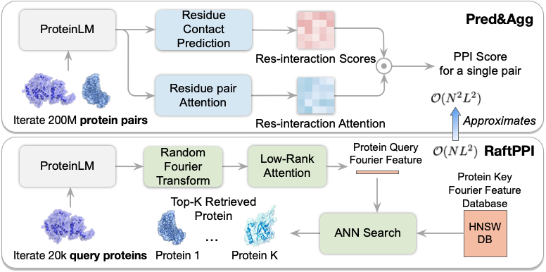 AndyJiananZhao's tweet photo. 📢 RaftPPI @ ICLR 2026: proteome-scale protein–protein interaction retrieval with residue-level fidelity. For N proteins of average length L, exhaustive scoring costs O(N²L²). We approximate this with per-protein embeddings + ANN search → GPU months → GPU/CPU minutes. 1/4 🧵 https://t.co/XOJ88gBlIV