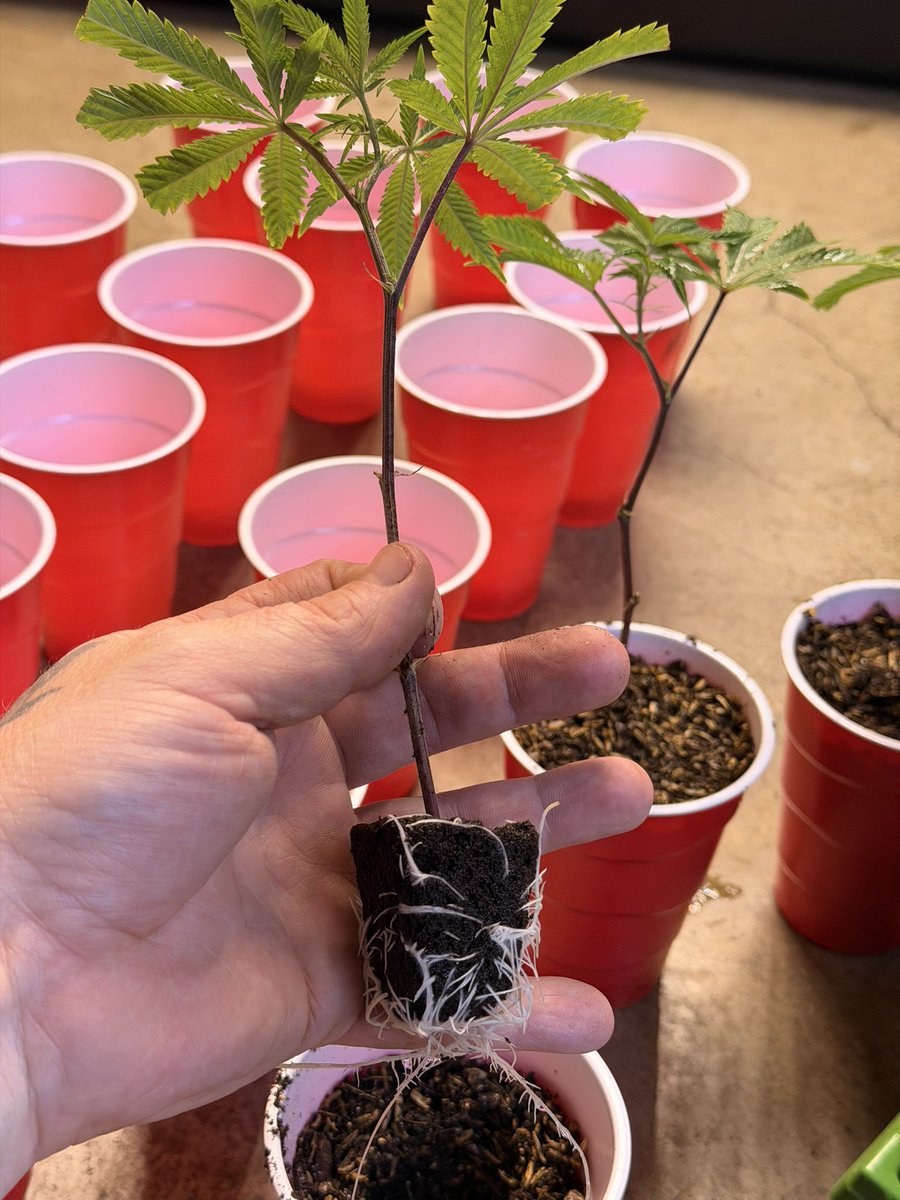 🔥 24 HOUR GROW GEAR GIVEAWAY 🔥

Win: BREEDER CUTT OF YOUR CHOICE

To Enter:
1️⃣ Follow
2️⃣ Like
3️⃣ Repost
4️⃣ TAG another grower 

⏰ Ends in 24 hours.
📍 Open to US residents.
🔞 Must be 18+.

Winner selected at random and announced on a new post when the time ends. We will run