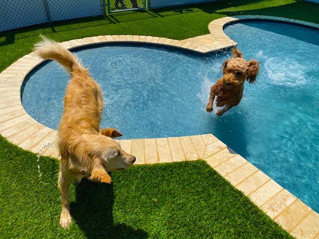 actglobalturf's tweet photo. Art. Pets. Golf. Three very different worlds, one common thread, Turfscape. We don't do one-size-fits-all. We do your size, your space, your vision. 

Ready to rethink what synthetic grass can do? 👇

#Turfscape #ActGlobal #SyntheticTurf https://t.co/Cg9SMuRmk7