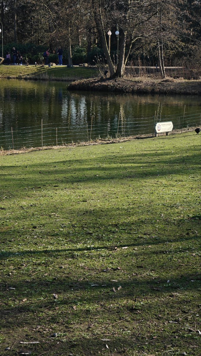Deel langs de gondoletta is een laag kippen gaas geplaatst #Efteling