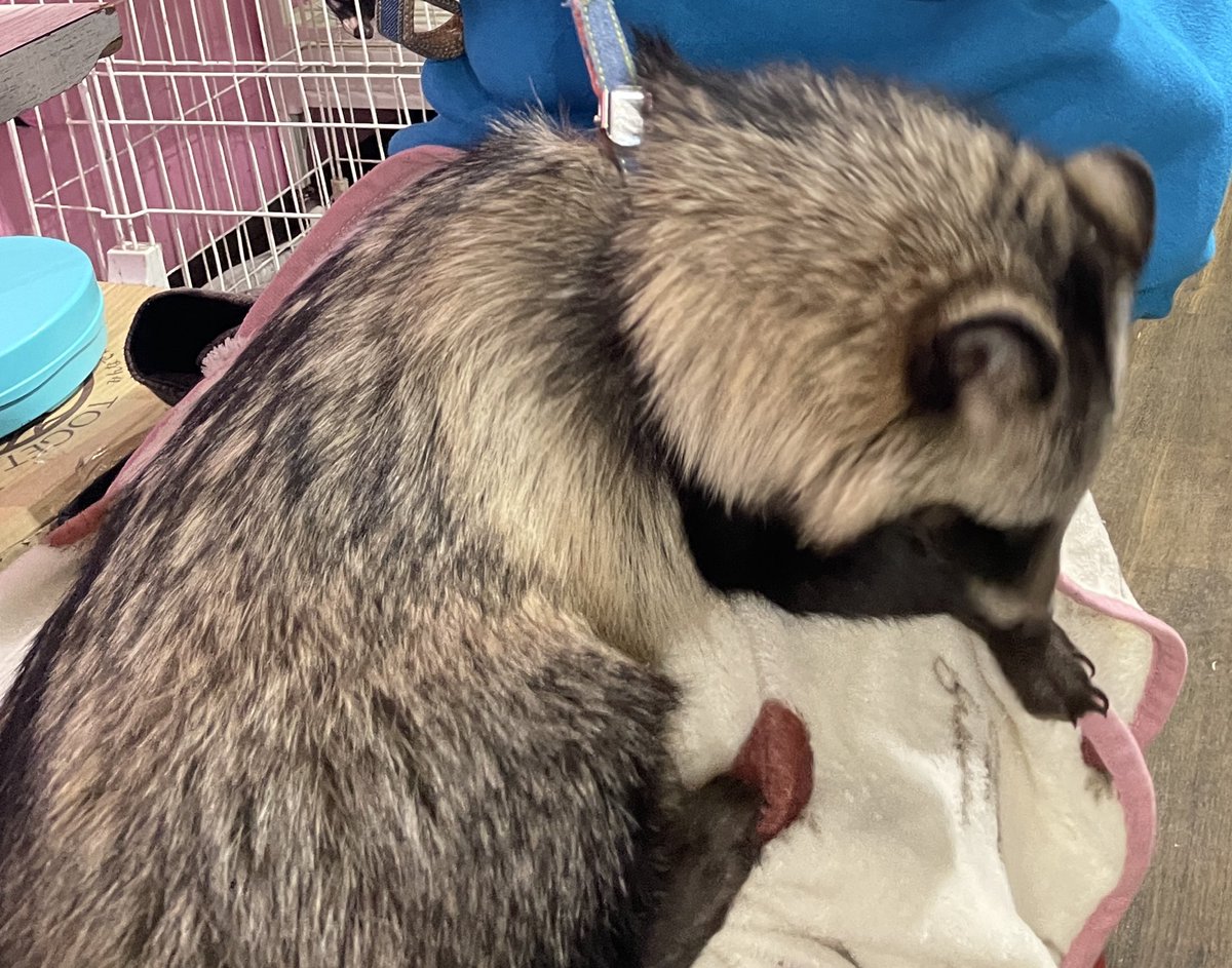 たぬがみ tweet media