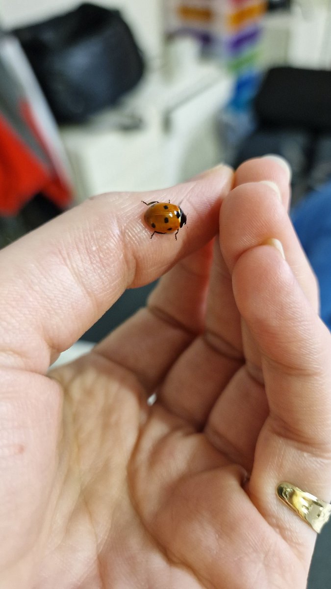 TeaGothgoddess's tweet photo. Think I've got X working again, I updated and I couldn't post or message etc! How annoying

Anyhow, I found a new pet at my last photoshoot, pretty sure she made her way into a few photos too, I can't wait to see all the results! https://t.co/DSmiu70YFd