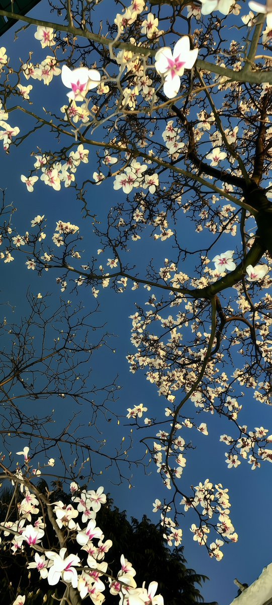 NoCaptionMood's tweet photo. Magnolia Sky 🌸 https://t.co/lC7bFmN9tU
