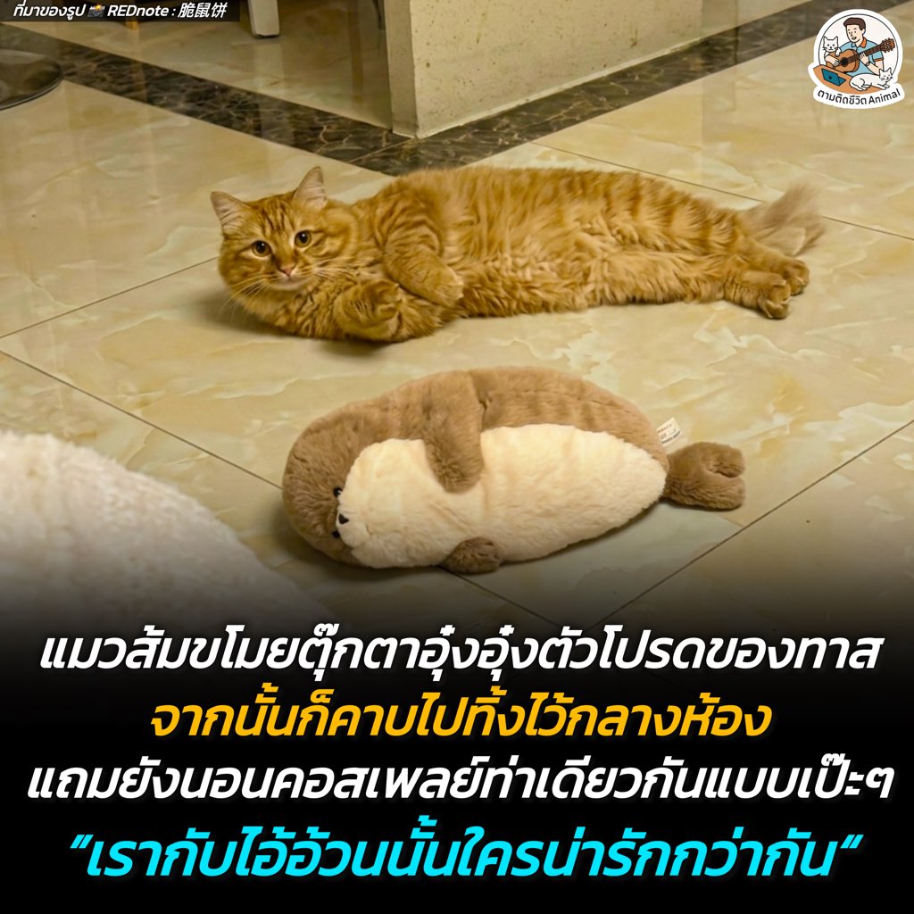 แมวส้มคาใจมาก แอบเข้าไปคาบตุ๊กตาอุ๋งอุ๋งตัวโปรดของทาสมาทิ้งไว้กลางบ้าน จากนั้นก็นอนคอสเพลย์ท่าเดียวกันให้ทาสตัดสินว่า “ใครคือนับเบอร์วัน” !!!
แมวส้ม : เลือกมา 😤
อาณาจักรสัตว์โลก มีม&amp;สาระ By ตามติดชีวิตAnimal
ความแสบของแมวส้มไม่เคยแผ่ว เมื่อน้อนแอบย่องไปขโมย "ตุ๊กตาอุ๋งอุ๋ง"