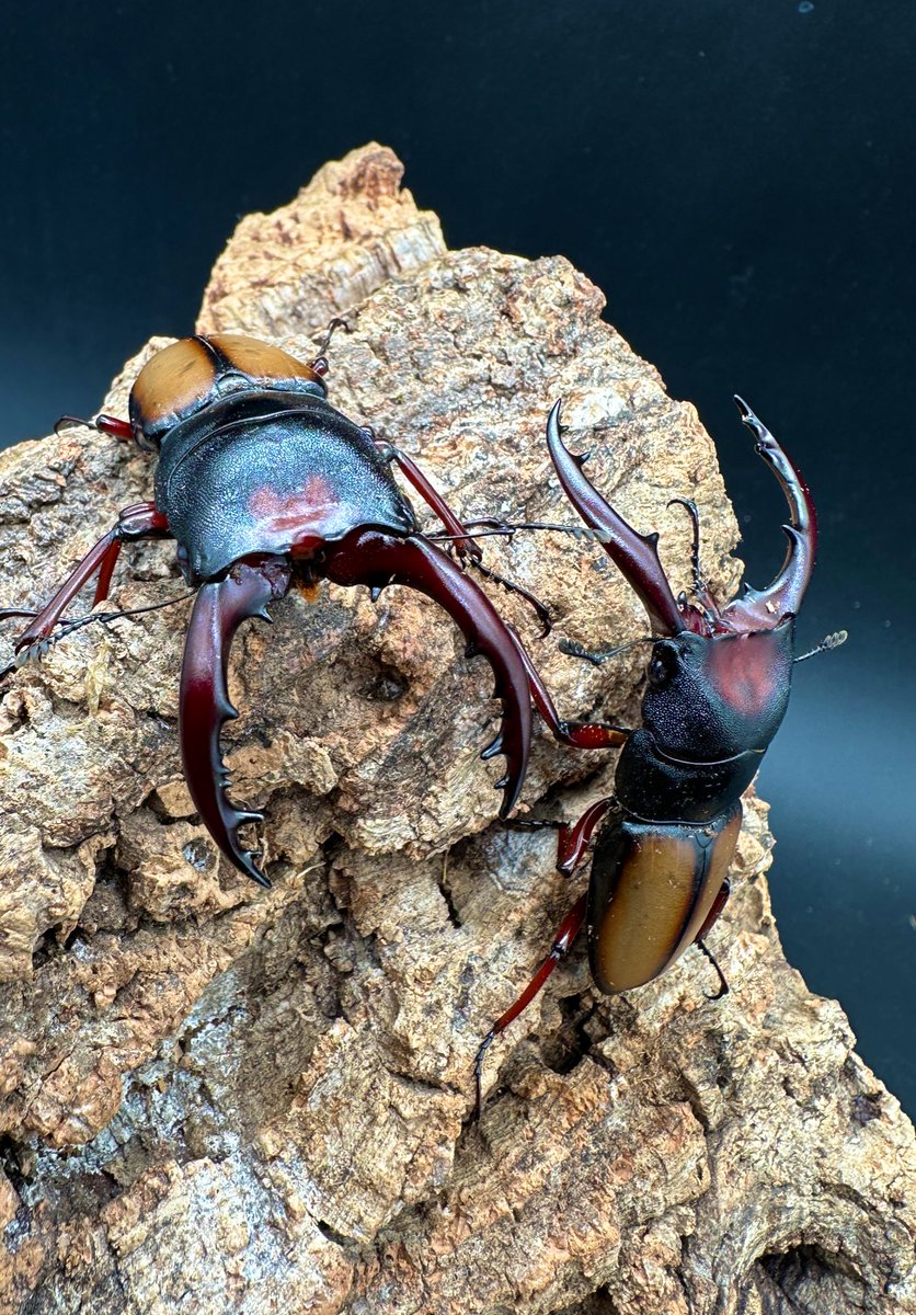 かぶぶくわわ (@mushi_lowkun) / Posts / X