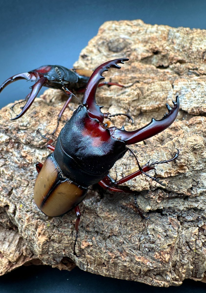 かぶぶくわわ (@mushi_lowkun) / Posts / X