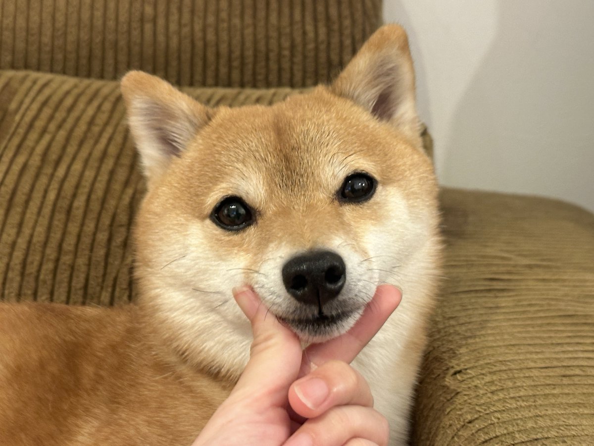 豆柴タマ (@mameshiba__tama) / Posts / X