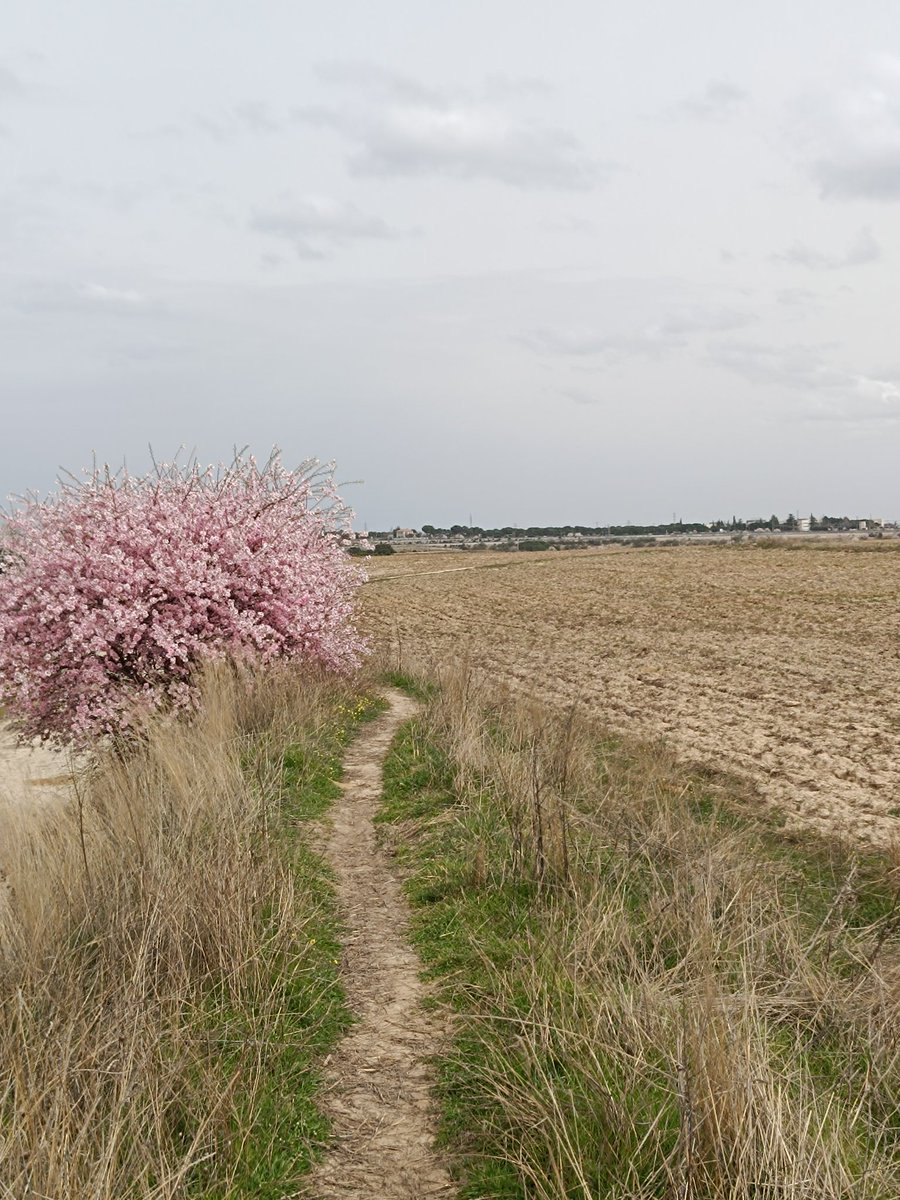 ... Manu ... 守破離 ... tweet media