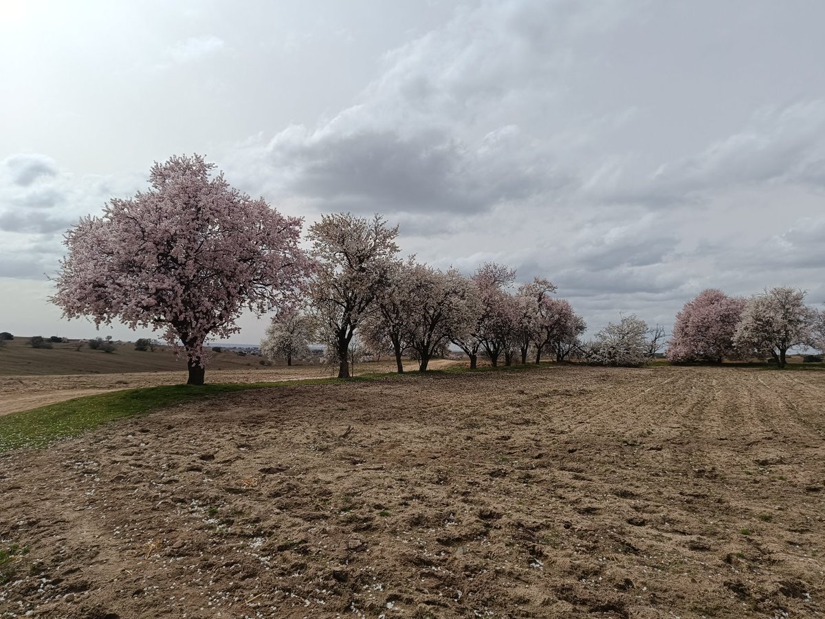 ... Manu ... 守破離 ... tweet media