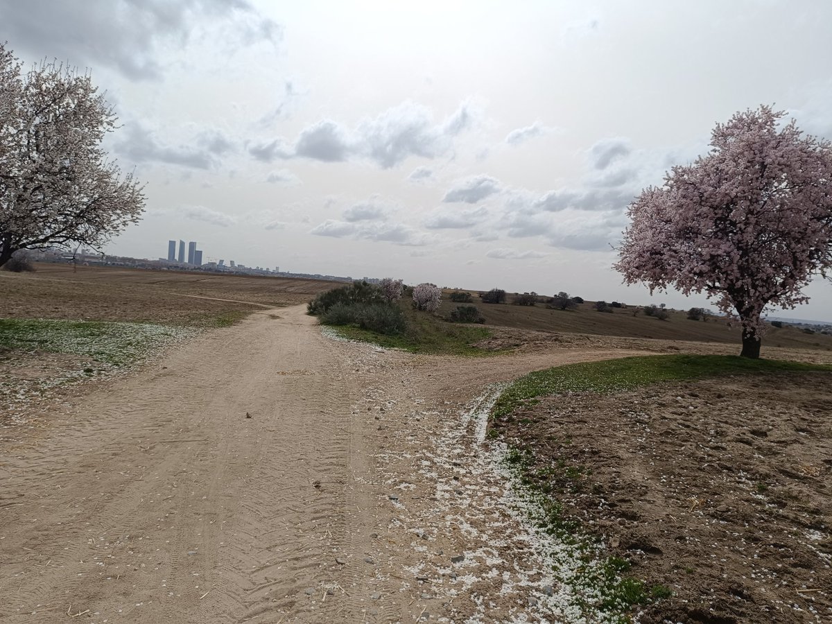 ... Manu ... 守破離 ... tweet media