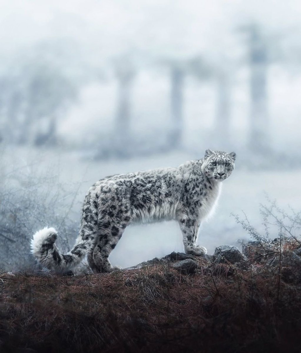 One of the most majestic and rare animals, usually spotted in the Hindu Kush and Karakoram mountains of Pakistan 🐆❄️  With only 150-200 left in the country’s mountain regions, protecting snow leopards is so so important 🤍 

📍Pakistan