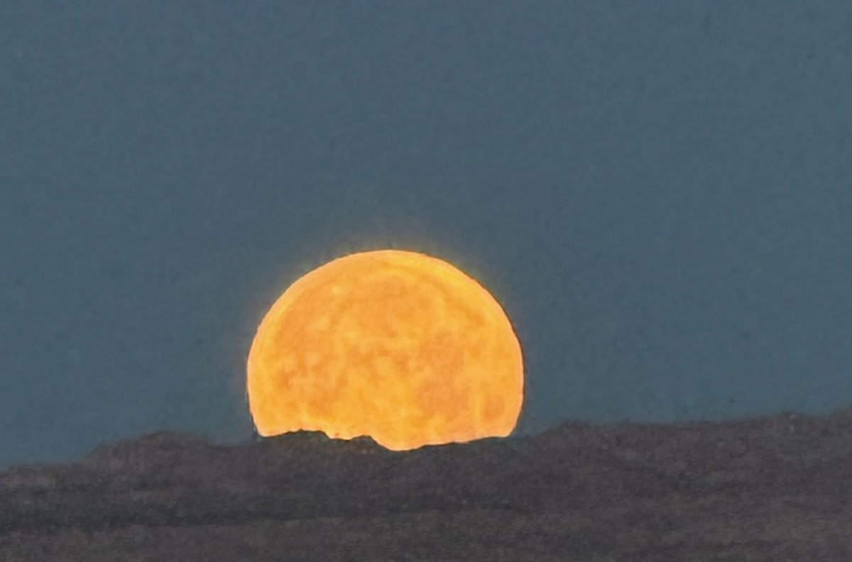 Laughlin Buzz tweet media