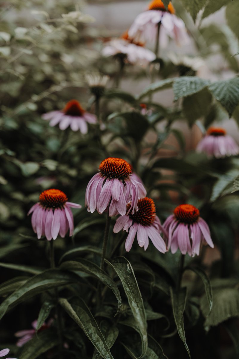 zosphotos's tweet photo. Nature in my garden https://t.co/mqjRpFH3b9