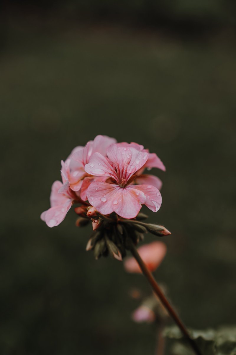 zosphotos's tweet photo. Nature in my garden https://t.co/mqjRpFH3b9