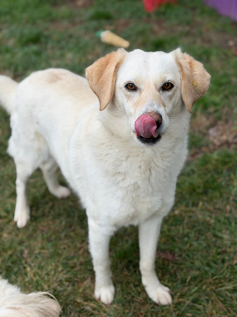 Rescue dogs for rehoming tweet media
