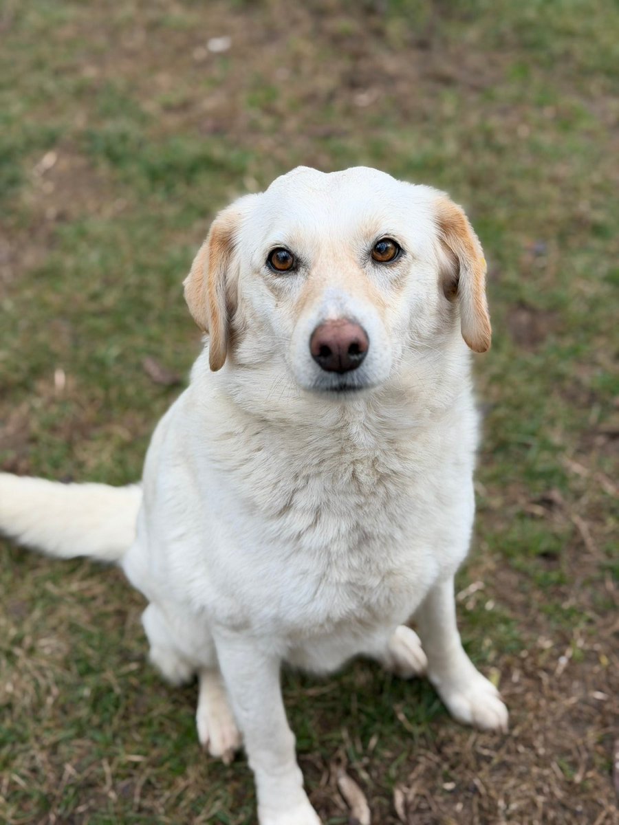 Rescue dogs for rehoming tweet media