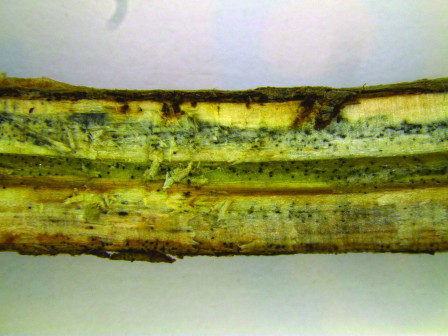 Crop Protection Network tweet media