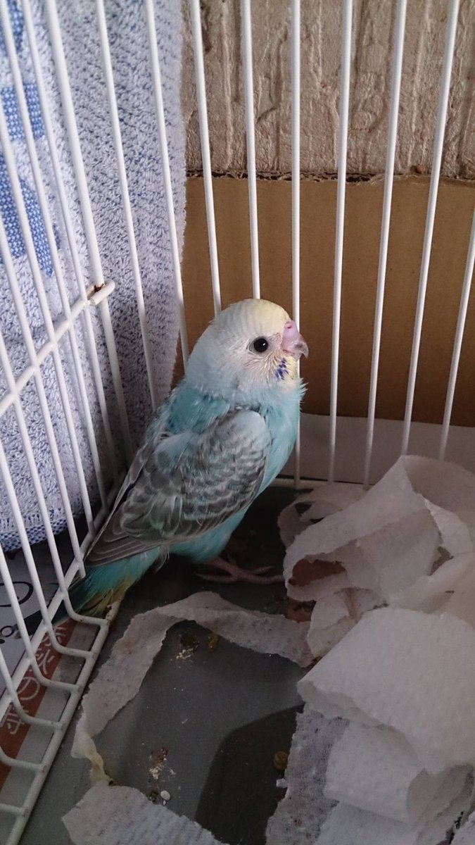 pontanoaccount's tweet photo. すべりこみヒナ祭り

#ヒナ祭り
#ひな祭り2026
#セキセイインコ https://t.co/tegOmeGDdo
