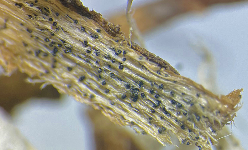 Crop Protection Network tweet media