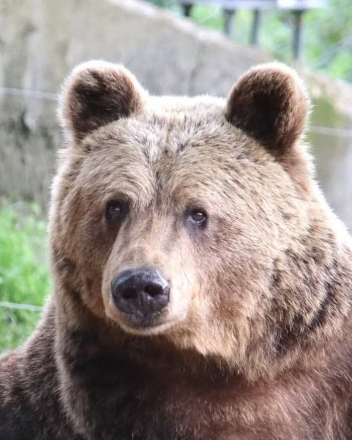 BEAR SANCTUARY Belitsa tweet media