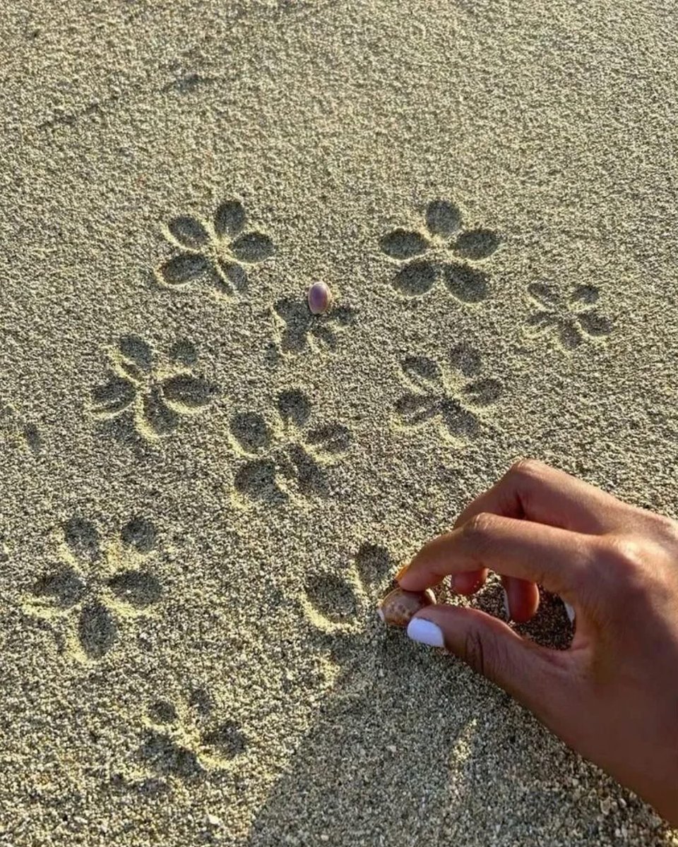 artindetails's tweet photo. ocean's little butterflies https://t.co/Jjn1MF3kSJ