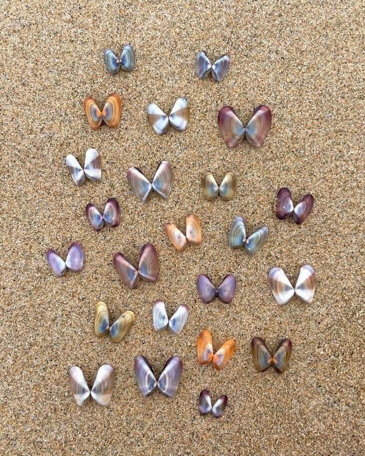 artindetails's tweet photo. ocean's little butterflies https://t.co/Jjn1MF3kSJ