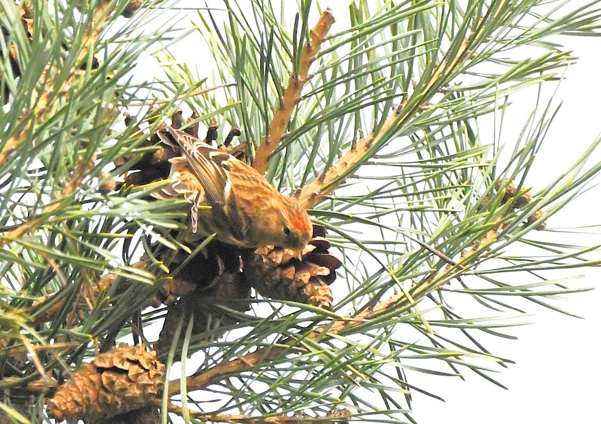 Paul Frost @frostybirding.bsky.social tweet media