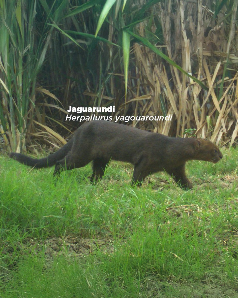 asocana's tweet photo. En la agroindustria de la caña estamos conectando un corredor biodiverso de más de 890 km que une el río Cauca con 13 afluentes.

Cuando conectamos ecosistemas, las especies pueden moverse mejor y aumenta la biodiversidad en el territorio. 🌿🦜

#DíaMundialDeLaVidaSilvestre https://t.co/nNsIbqZ1QK