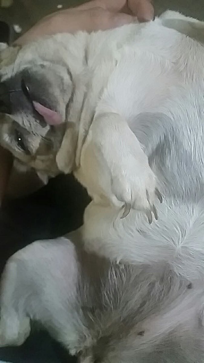 My dog just passed away. 

It isn't something I usually do but I wanted to cremate her so I can keep her beside me. I loved her so much.

I need to raise around £100 &amp; I'm currently jobless...so I will need help. Any amount, shares/RTs are appreciated.

I have no words to say...