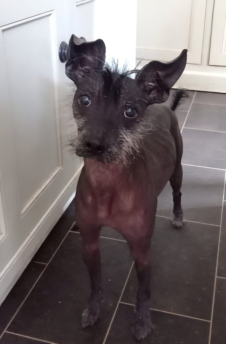 The Chinese Crested Club Of Great Britain Rescue tweet media