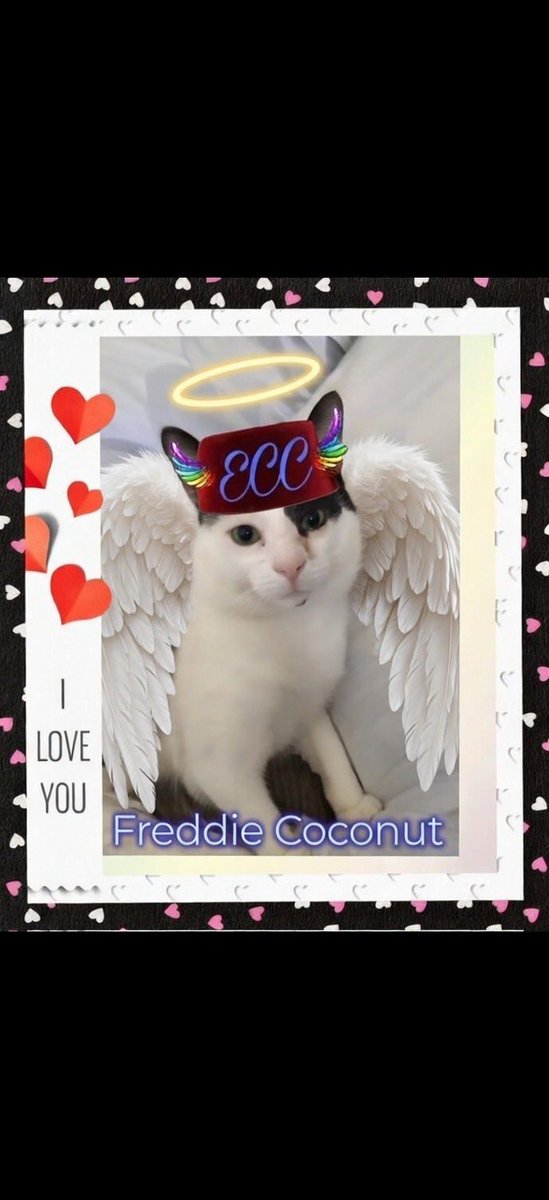 Sean Durran & angel freddie RIP 🌈21/02/26😓🐾🐾 tweet media