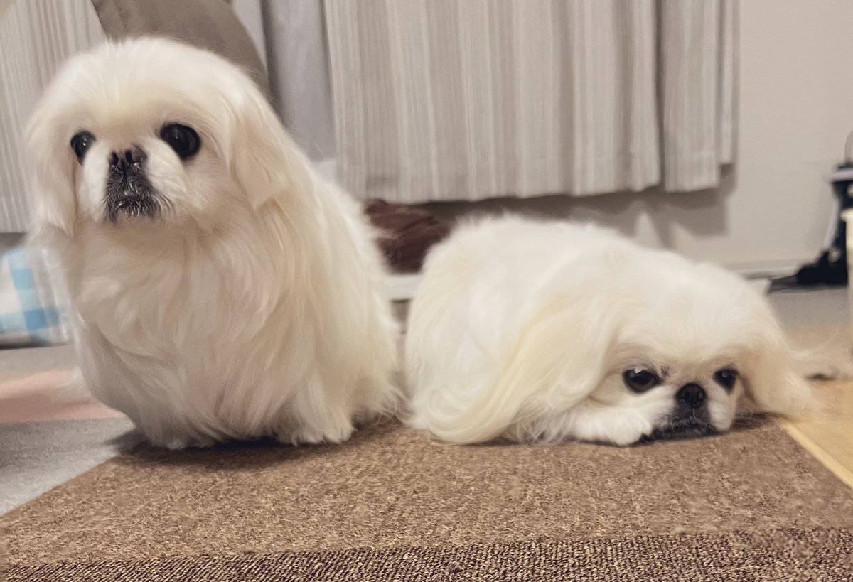 ペキニーズという犬種 #ペキニーズ #犬のいる暮らし