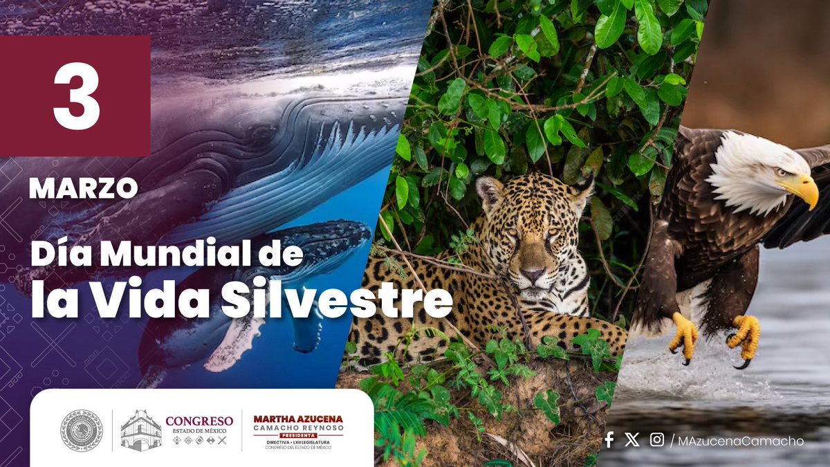 🌿🐾 En el marco del #DíaMundialDeLaVidaSilvestre, reafirmo mi compromiso con la protección del entorno natural que da identidad y riqueza al #Edomex y al país entero.

Proteger la vida silvestre es un acto de amor por nuestra tierra y por las futuras generaciones. 🌎💚