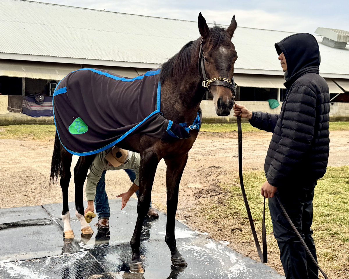 TB_Intel's tweet photo. AI Magic after her morning work at Keeneland. The 2 y/o filly out of Prospector's Moon by Good Magic was purchased as a yearling at #KEESEP for $150K with the help of AI via Thoroughbred Intelligence. (https://t.co/p6ZWq0ULOv).
@HillnDaleFarm https://t.co/iGJnqBG1mz