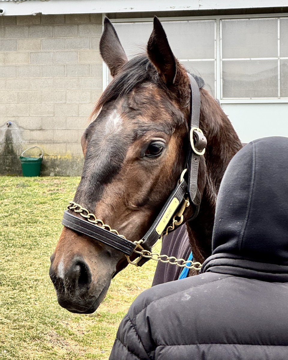 TB_Intel's tweet photo. AI Magic after her morning work at Keeneland. The 2 y/o filly out of Prospector's Moon by Good Magic was purchased as a yearling at #KEESEP for $150K with the help of AI via Thoroughbred Intelligence. (https://t.co/p6ZWq0ULOv).
@HillnDaleFarm https://t.co/iGJnqBG1mz