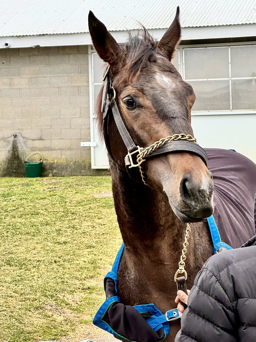 TB_Intel's tweet photo. AI Magic after her morning work at Keeneland. The 2 y/o filly out of Prospector's Moon by Good Magic was purchased as a yearling at #KEESEP for $150K with the help of AI via Thoroughbred Intelligence. (https://t.co/p6ZWq0ULOv).
@HillnDaleFarm https://t.co/iGJnqBG1mz
