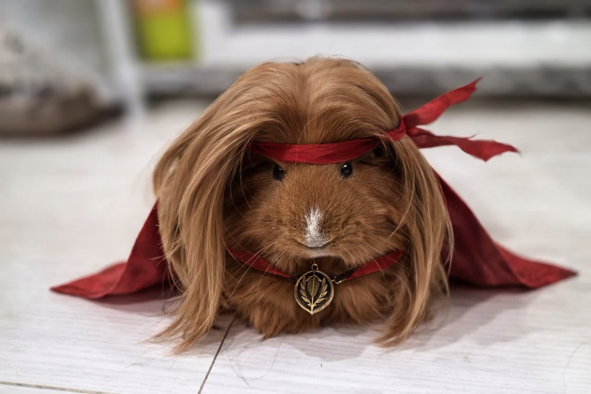 mrupperhand tweet media