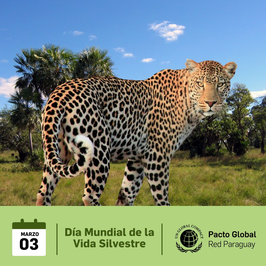 Pacto Global Paraguay tweet media