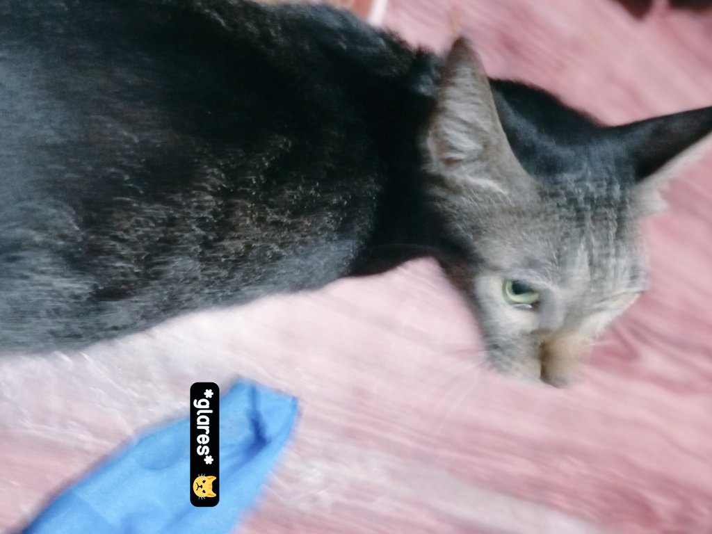 ✿Ｈ ａ ｎ ｎ ａ✿ tweet media