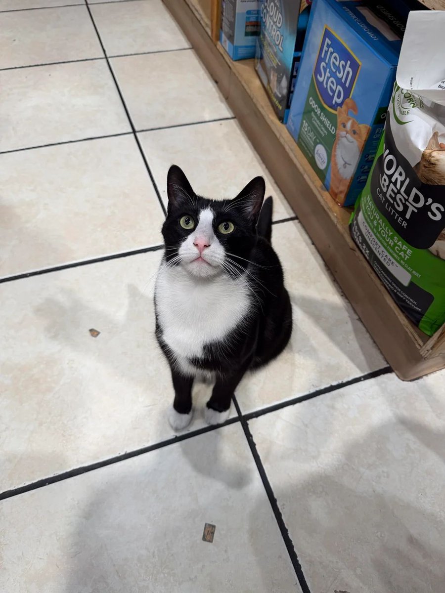 _bodegacatsofny's tweet photo. r/bodegacats
🙌🙌🙌

Documenting the working cats of the five boroughs. The book arrives in October 2026. The art prints and apparel are available now. Link in bio. DM for C/R.

#bodegacatsofnewyork #workingcats #bodegacats #newyorkbodegacats #union444 https://t.co/fkkaQxzxIJ