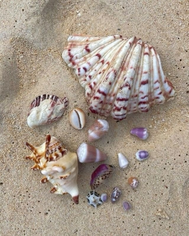 artindetails's tweet photo. the ocean’s jewelry https://t.co/OCMHJSSy4J