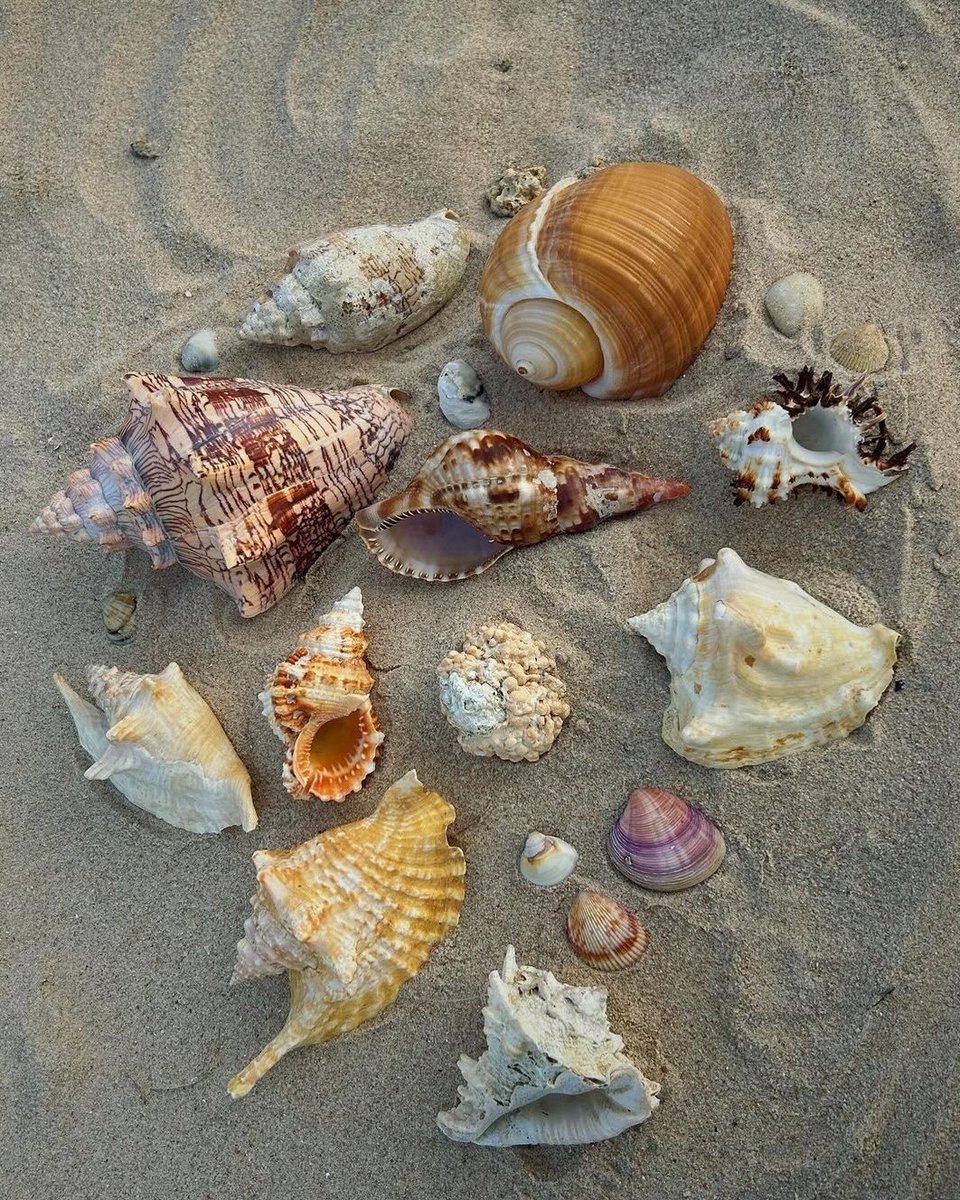artindetails's tweet photo. the ocean’s jewelry https://t.co/OCMHJSSy4J