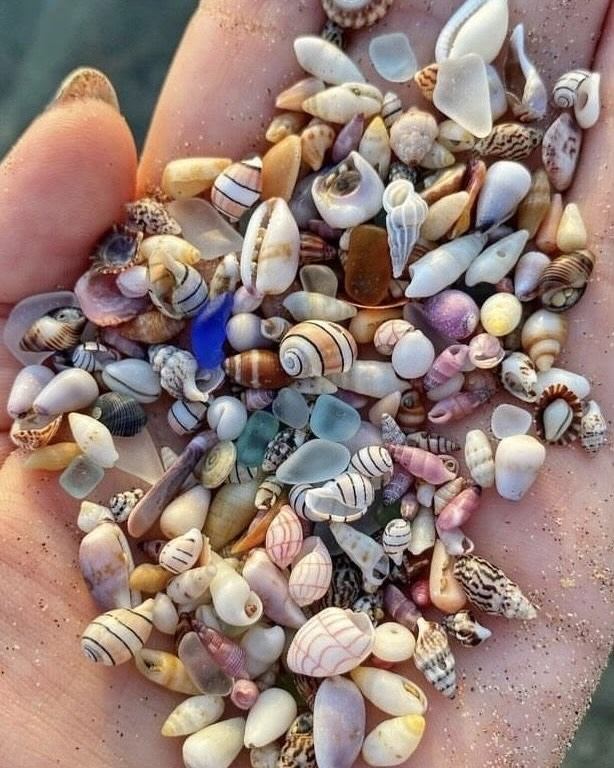 the ocean’s jewelry
