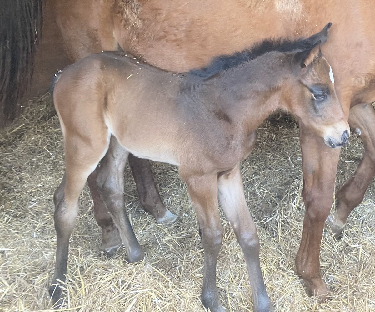 March Hare Stud tweet media